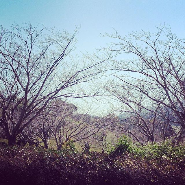 桜はまだ開花してません。#錦江湾公園#良い天気#フレスポもまだ